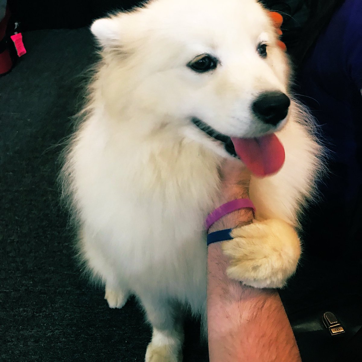 ProfessorShyguy's tweet photo. This girl grabs your arm so you don’t stop petting her. #Pryna #Pupper #dogsoftwitter https://t.co/yo328pcChZ
