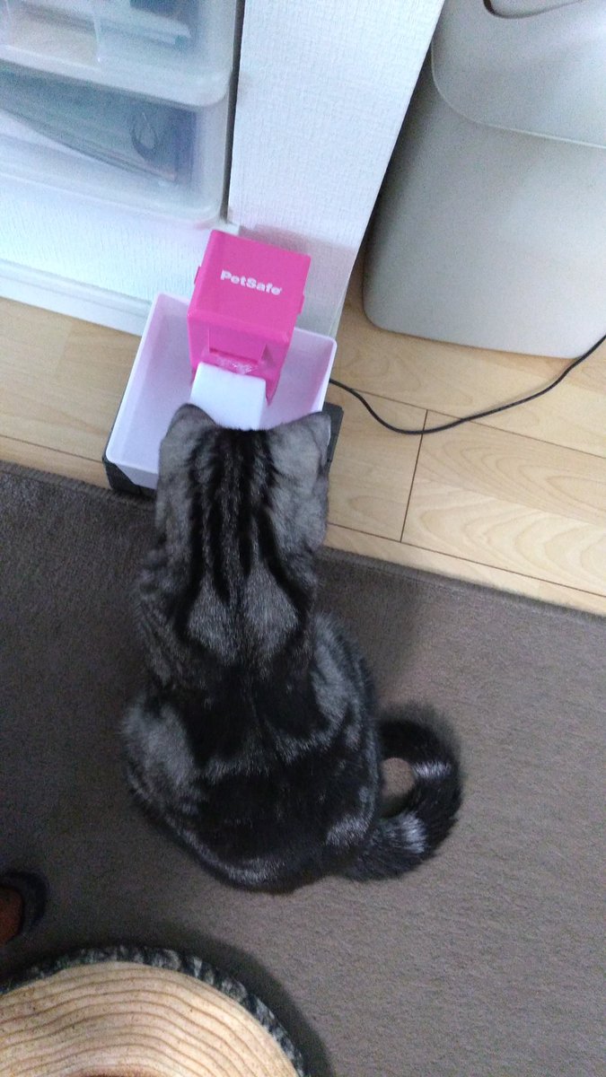 猫の後頭部かわいい