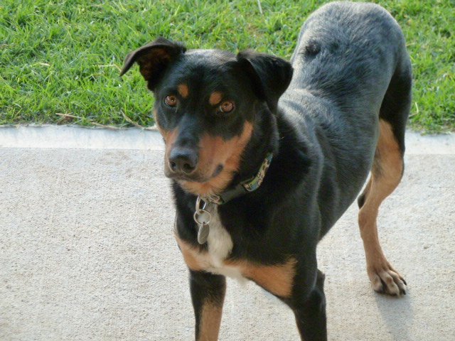 shadow2010echo's tweet photo. This is Chilli Dog he is about 2yrs old he has been on a chain for most of those 2yrs, We rescued him recently &amp; have found a beautiful loving home for him, Chilli is super smart, &amp; loves a cuddle, he only lives a few km's from us so we see him a fair bit, I love a good ending. https://t.co/IkPLDxNPW9