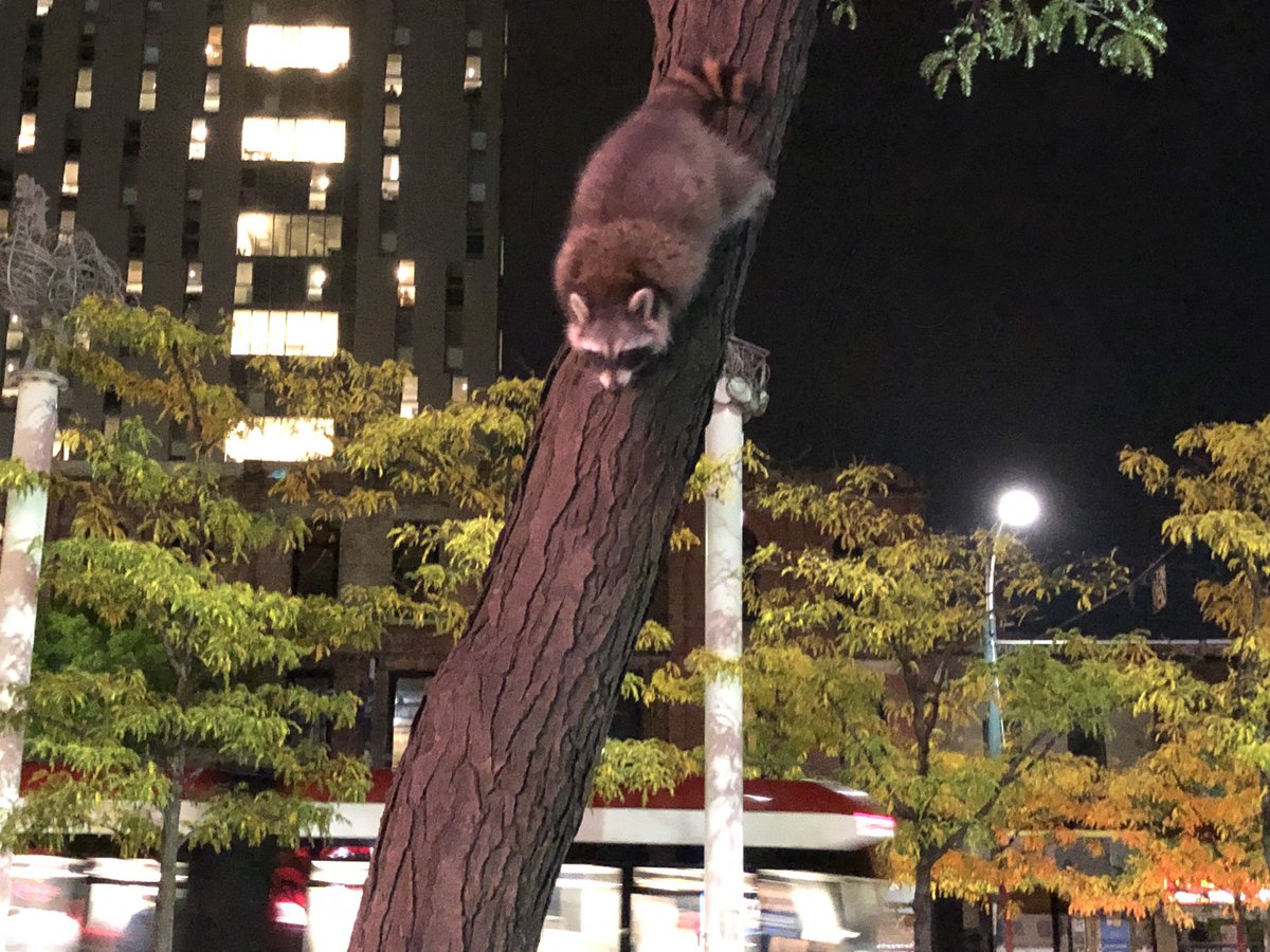 Load3r's tweet photo. Just Toronto things. https://t.co/tvkIB2BE1X
