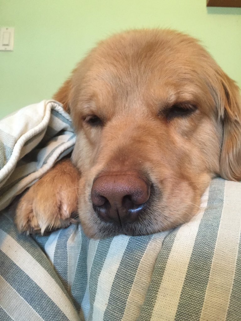 DailySeiny's tweet image. Once to a dog. He licked himself and left the room. #Seinfeld #DailySeiny #❤️