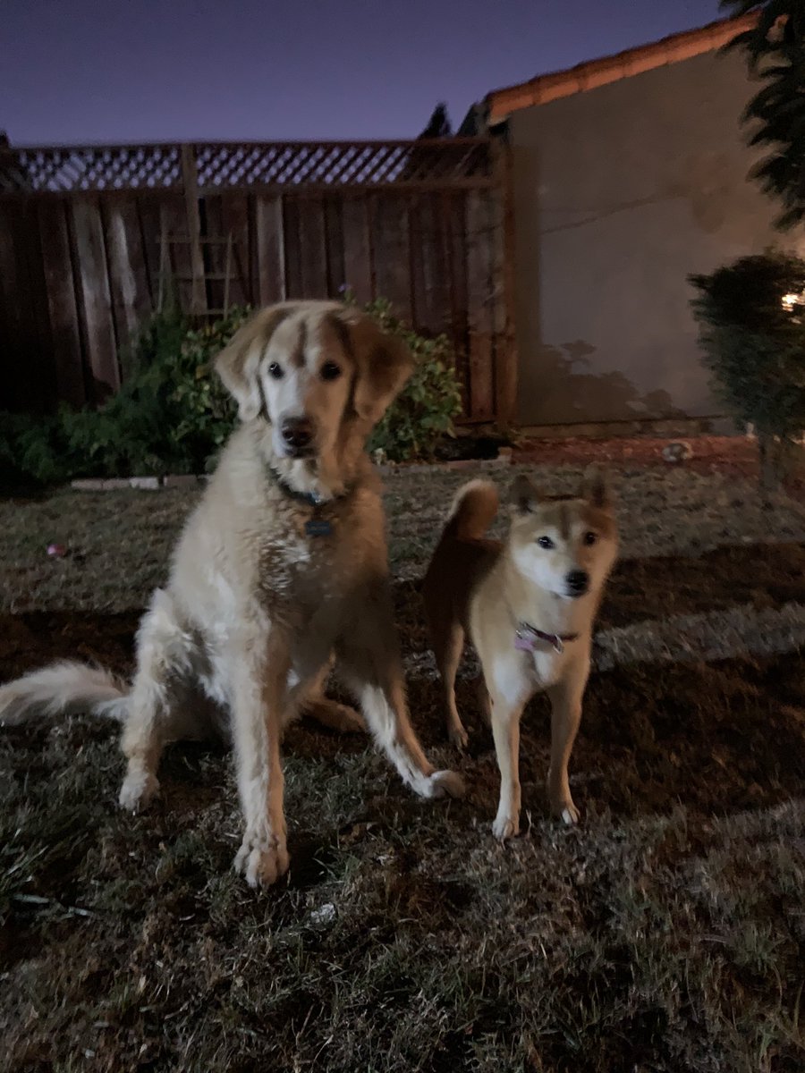 Night mode dogs vs iPhone XS dogs. Wow. #iphone11