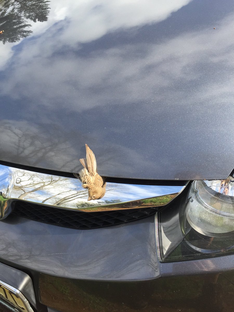 DailySeiny's tweet image. Well we have no deal with them! #Seinfeld #DailySeiny #Pigeons