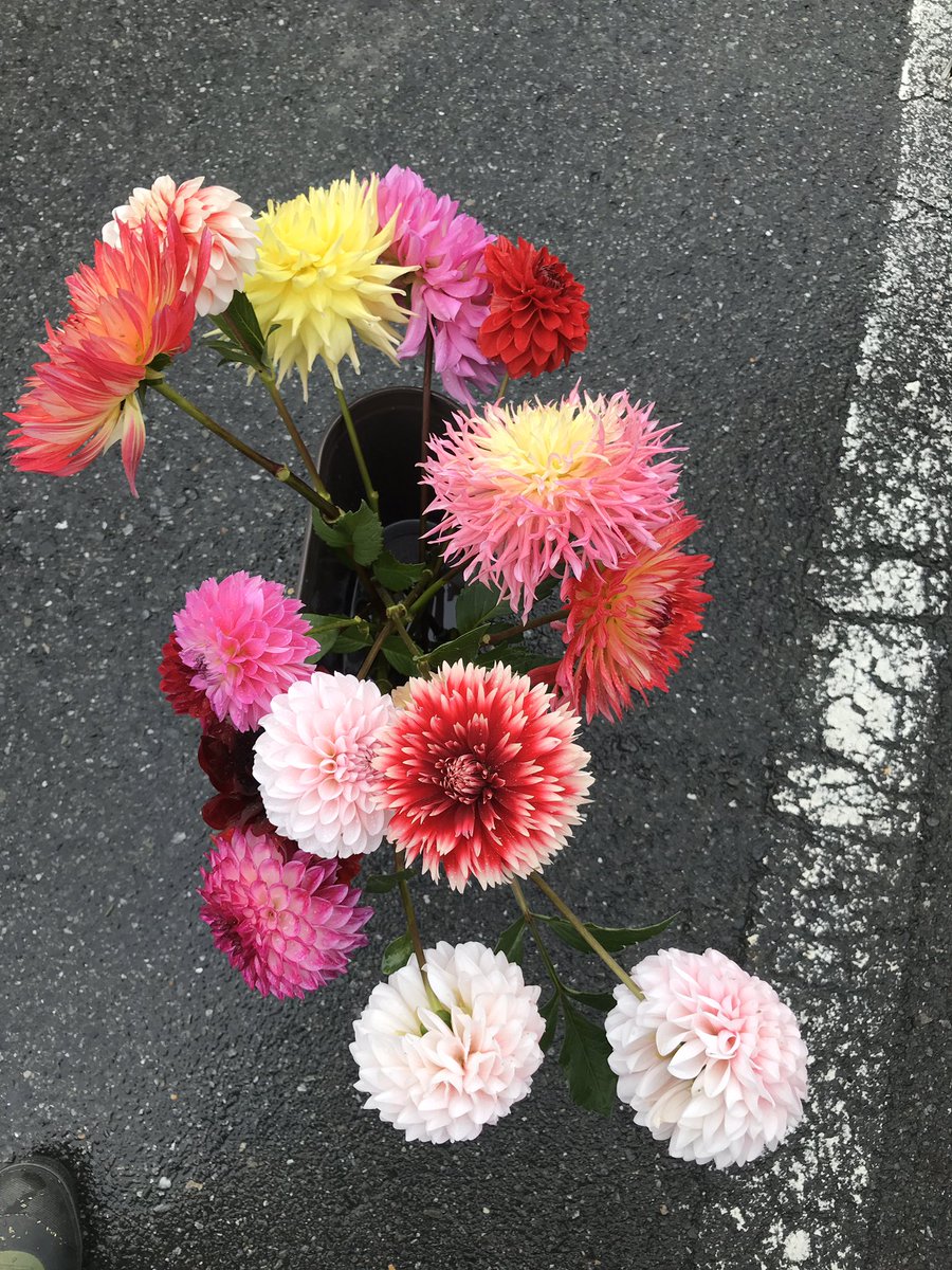 Natural Dahlia 今日は知人が東京のマルシェに行くという事で 切り花をお願いしました ペチカ 縁結び ヴィッキ 秋田美人 レッドベル 羽衣孔雀 花明かり 祝花 ペアレディ 新 黒蝶 ダリア 両神ダリア 無肥料 無農薬 無除草剤 切り花販売 Natural Dahlia 今日は知人が東京のマルシェに行くという事で 切り花をお願いしました ペチカ 縁結び ヴィッキ 秋田美人 レッドベル 羽衣孔雀 花明かり 祝花 ペアレディ 新 黒蝶 ダリア 両神ダリア 無肥料 無農薬 無除草剤 切り花販売