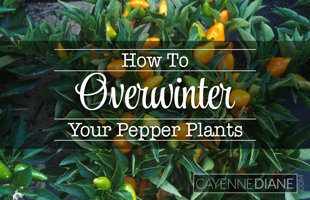 If you don’t want to hassle with seed-starting in the spring, or if you have a particular pepper plant you love, try overwintering it. Here's how! cayennediane.com/tips-for-keepi…