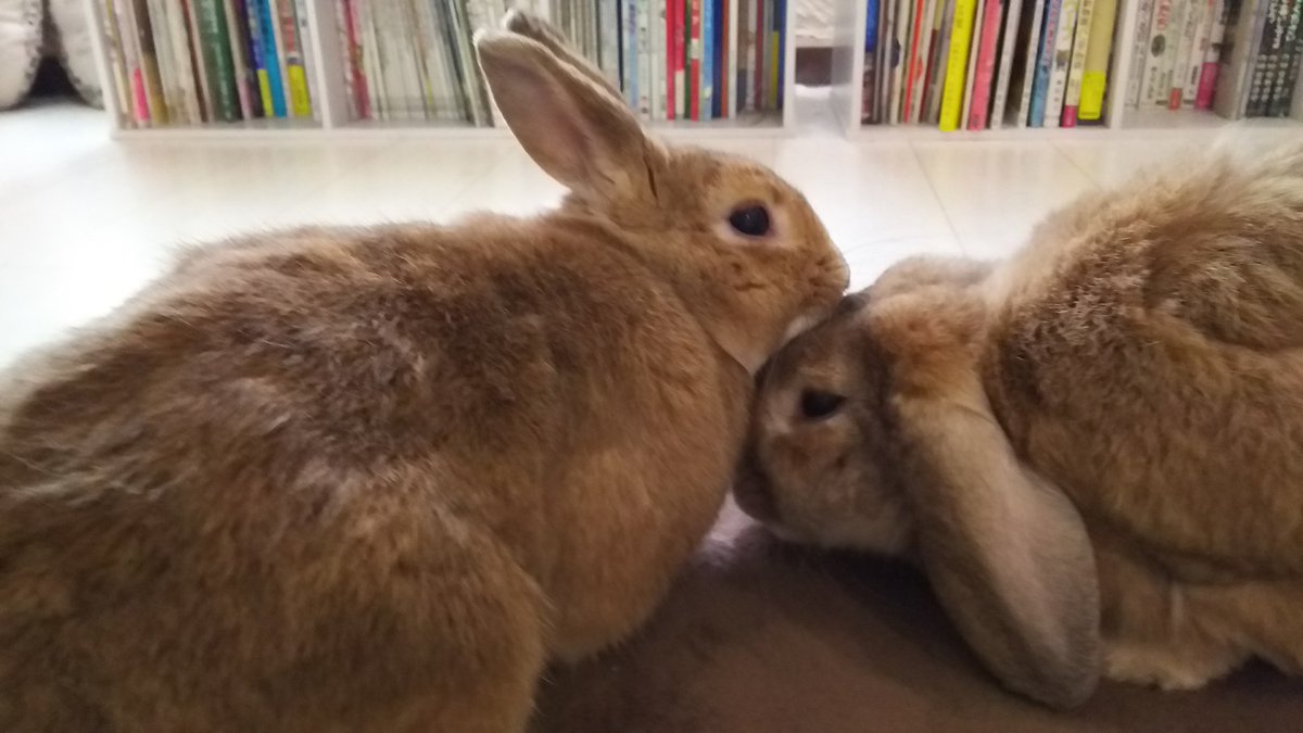 ট ইট র カフェ うさぎの絵本 今日も 一緒に よかったなぁ ほんとうに よかったなぁ こんな日が 戻ってくるとは 思っていなかったから 今日だけのことであっても嬉しい 明日につづけば ぜいたくなくらい 嬉しい うさぎ りらん