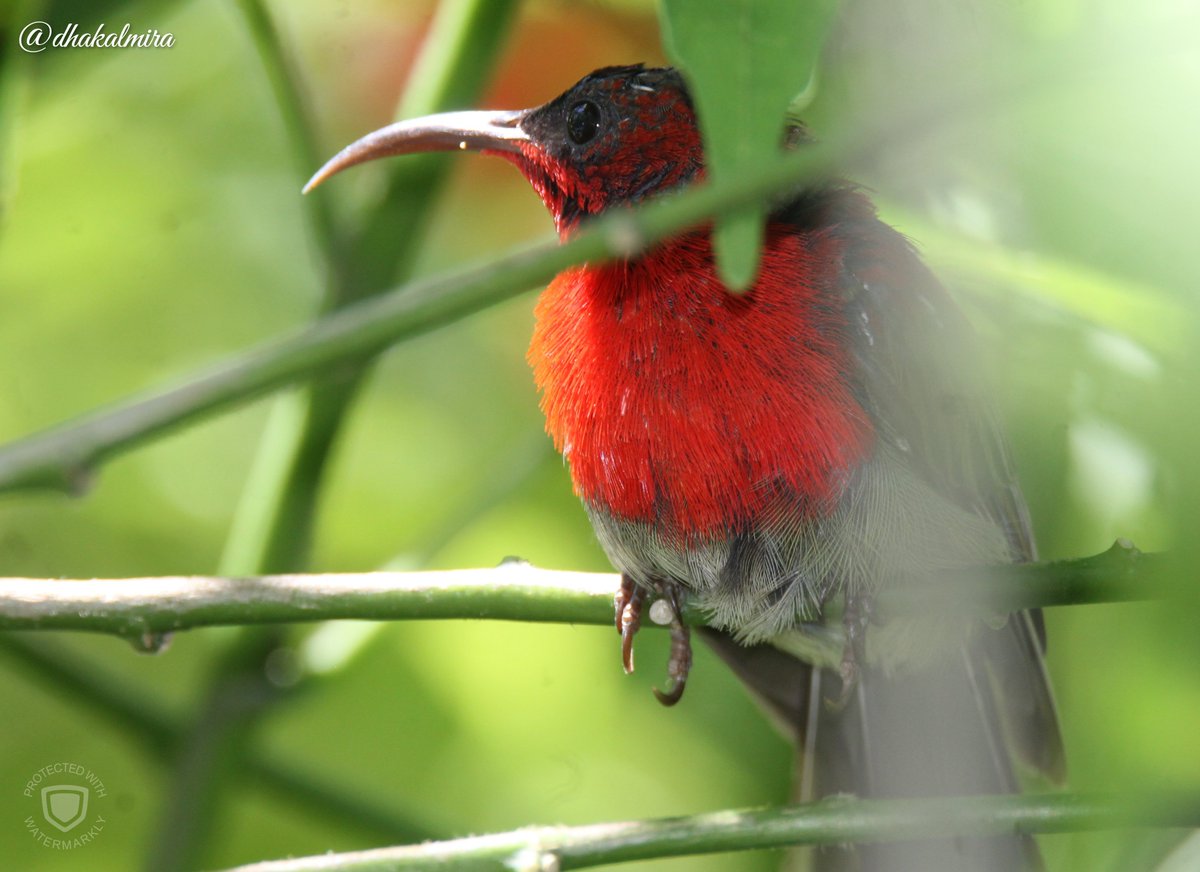 dhakalmira's tweet photo. #Birdwatching #BirdLove #Birding #NaturallyNepal #Nature #NatureWalk #TheJoyOfSmallThings #Birdgraphy #Birding 
#Birdphotography #Nature 

#Crimson #Sunbird Male https://t.co/IRNSaICs1t