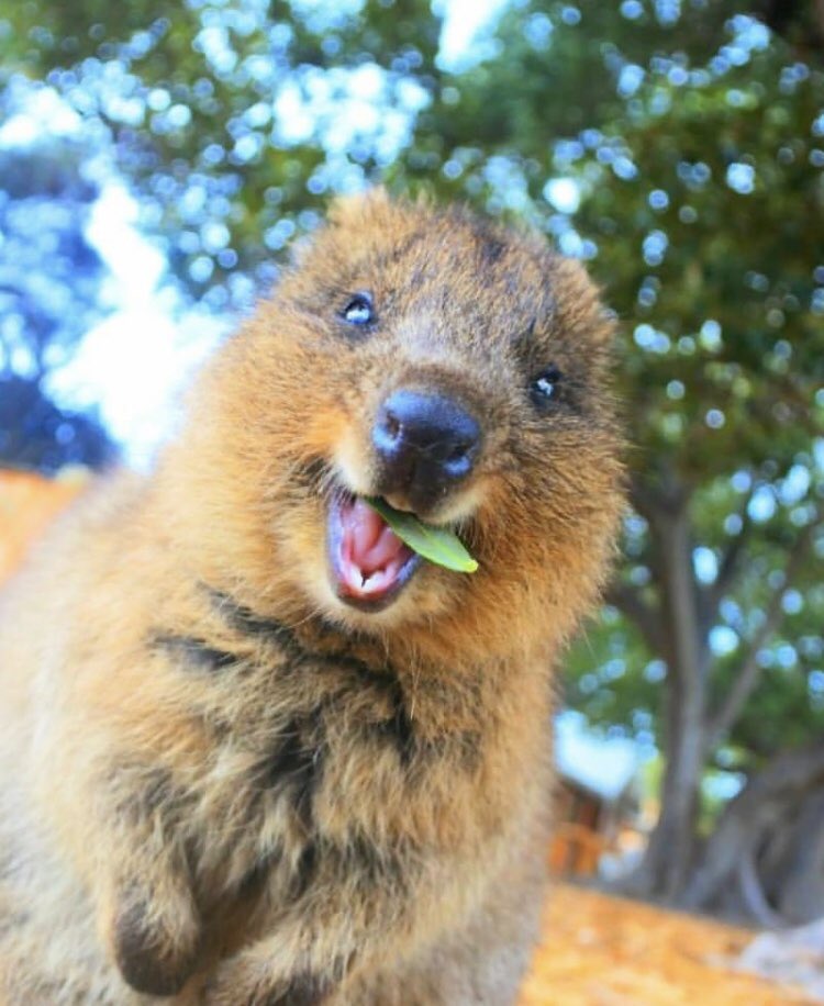 瀬川 千鶴 Chizuru Segawa オーストラリアにいるクアッカワラビーに会いに行きたい 生息地に 天敵がいないから とっても人懐っこくて こんな笑顔で寄ってくるらしいです ๑ ᄇ ๑ クアッカワラビー