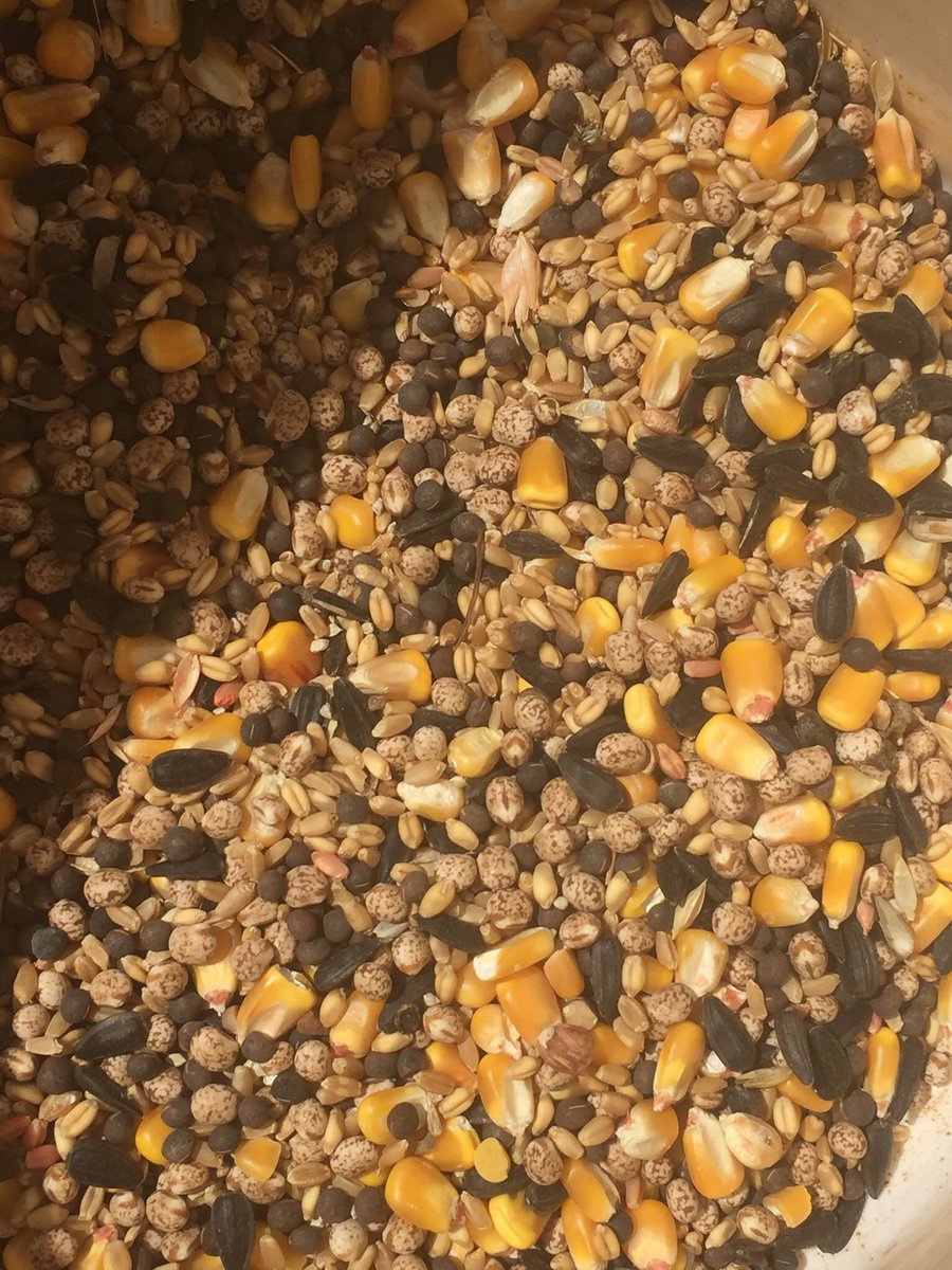 Damien Elson tweet media