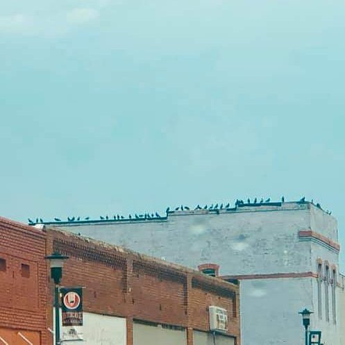 beebechamber's tweet photo. It's coming..... And the blackbirds know it!
They were already lining up atop buildings in #HistoricDowntownBeebe today for an awesome Fallin' Blackbird 5K &amp; Festival on October 5! 
Photo credit: #FrontRowSeats Hometown Dreamer Marketplace Stacy Dorgan
#FallinBlackbirdFestival5K https://t.co/Id5PGLDGXe