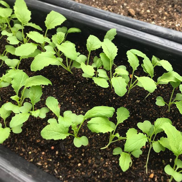 残像のブーケ 大森元気 残像カフェ カブ元気です また間引きしないと ベランダ菜園 カブ栽培