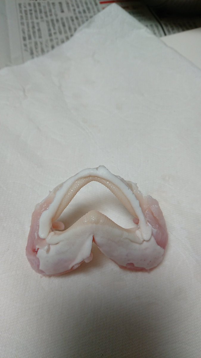 Sorari シロザメもしくはエイラクブカなのですが 画像の個体の 歯 を見せていただく事は可能でしょうか
