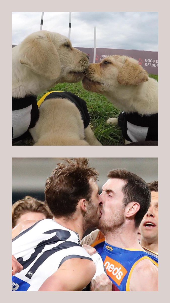 Dog of Melbourne tweet media