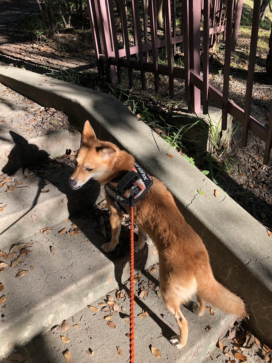 キツネいぬ 洗いたての犬を乾燥ついでに散歩に連れて行った いつもの猫たち 地域猫らしい がいて いつものように犬を抱っこして 横を通り過ぎた 猫は逃げもせず 犬も知らんぷりしてた