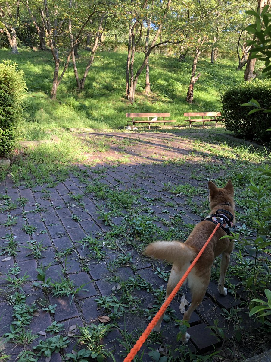 キツネいぬ 洗いたての犬を乾燥ついでに散歩に連れて行った いつもの猫たち 地域猫らしい がいて いつものように犬を抱っこして 横を通り過ぎた 猫は逃げもせず 犬も知らんぷりしてた