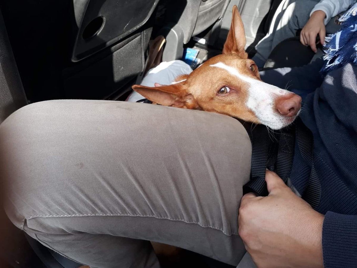 Alfredo also arrived yesterday to his forever home in Belgium.
He is the sweetest boy and his adopters are very happy with him. :-)

#podenco #sospodencorescue #podencoandaluz #adopted #homed  #happydog
