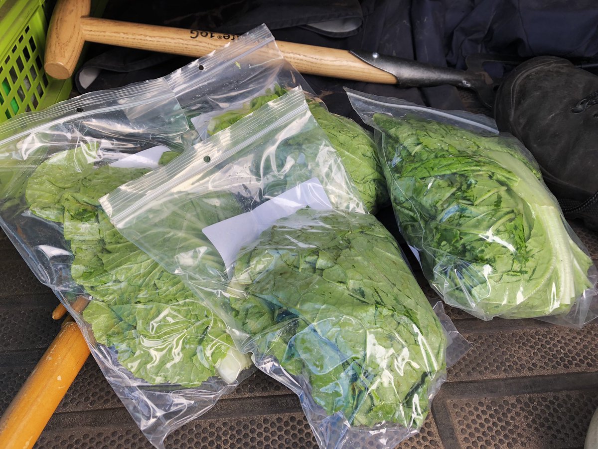 NBerkmortel's tweet photo. De #ChineseKool groeit als... kool😉. Nu een rondje blad plukken voor plantsapanalyse, deze zal uitwijzen of we de bemesting nog moeten fine-tunen. Zo kan de kool optimaal de bewaring in! https://t.co/l9E8AOPagA