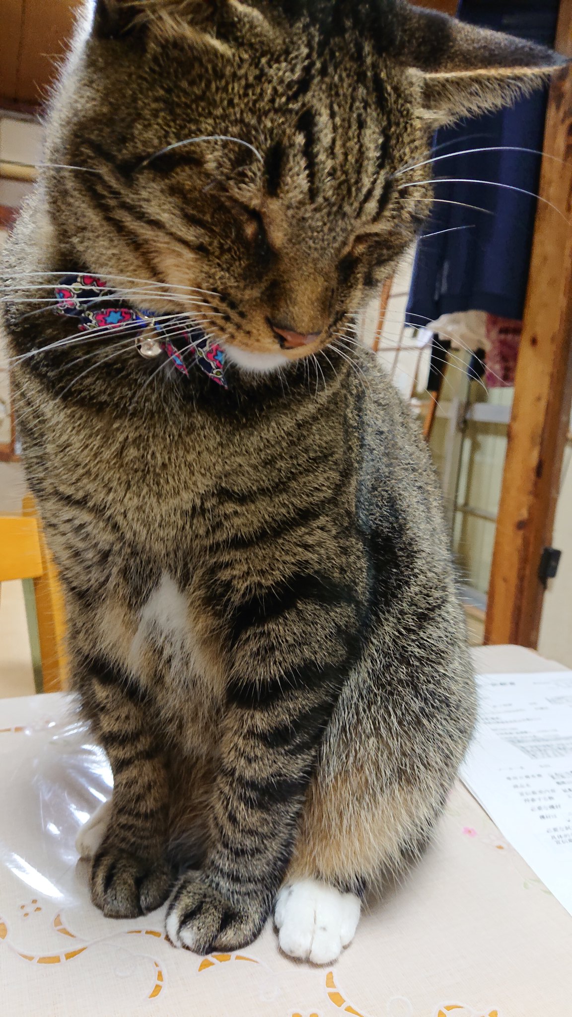 ドジ猫ちゃんゆか主 愛猫に頭イカれてます Catjimmyv Twitter