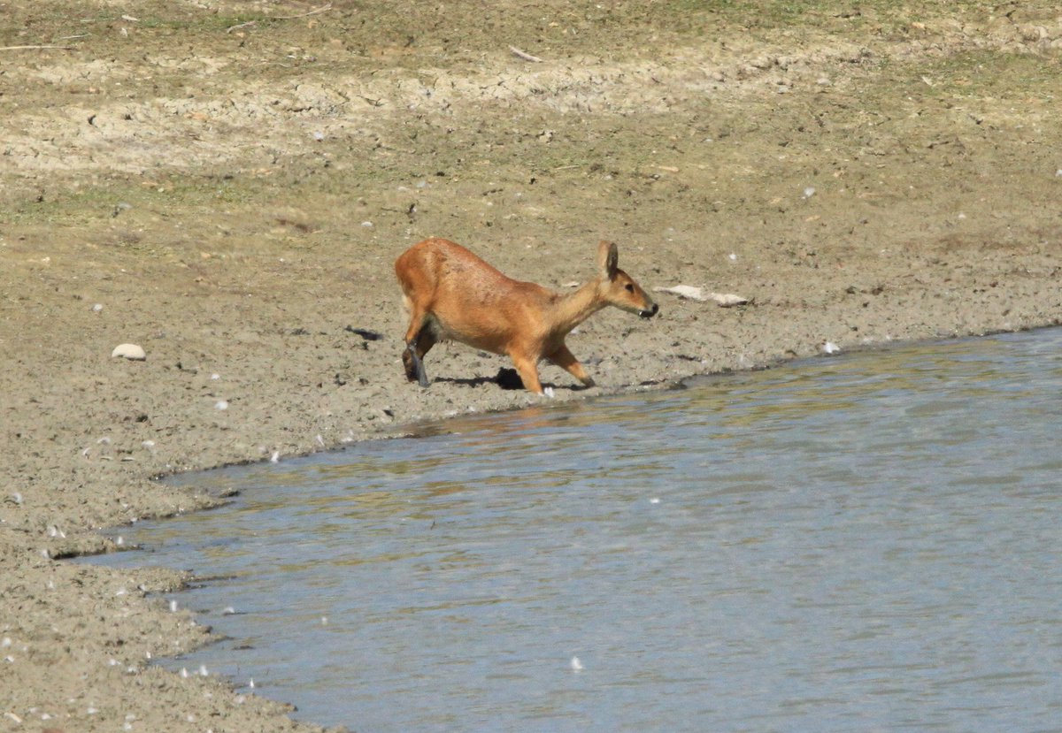 A Chinese Water Deer (CWD) having a little drink from our reservoir #wildlife #bedfordshire