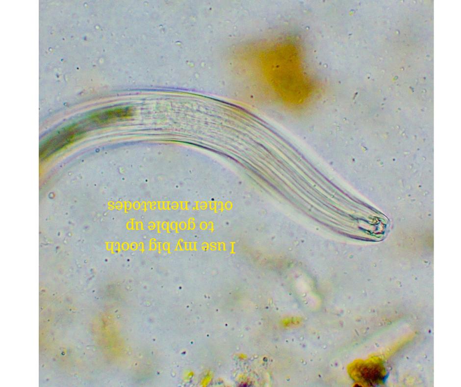 What do you think predatory nematodes eat? They're big!