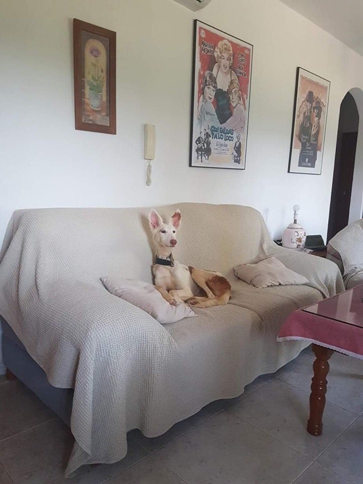 Robin and Roxane are on their way to Canada to join their forever homes!
Thank you so much "Extraordinary Galgos and Podencos" for your precious help with the home checks, back up and transportation and thanks so much to the adopters. :-)

#podenco #adopted #sospodencorescue