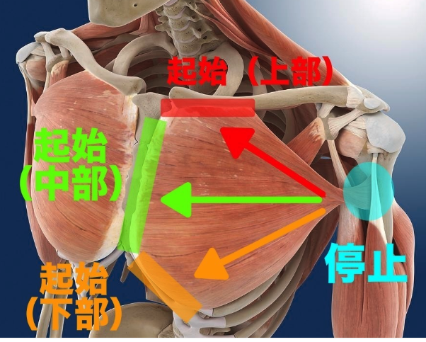 フィッシャーマン 筋トレコーチ 大胸筋 は上部 中部 下部をそれぞれ鍛え分けることが中級者以降は鉄則 筋肉は起始と停止 筋肉の端と端 を近づけることで収縮する 大胸筋 を鍛えるには 上腕をそれぞれの方向へ動かすことで 刺激をコントロールすること フィッシャーマン 筋トレコーチ 大胸筋 は上部 中部 下部をそれぞれ鍛え分けることが中級者以降は鉄則 筋肉は起始と停止 筋肉の端と端 を近づけることで収縮する 大胸筋 を鍛えるには 上腕をそれぞれの方向へ動かすことで 刺激をコントロールすること