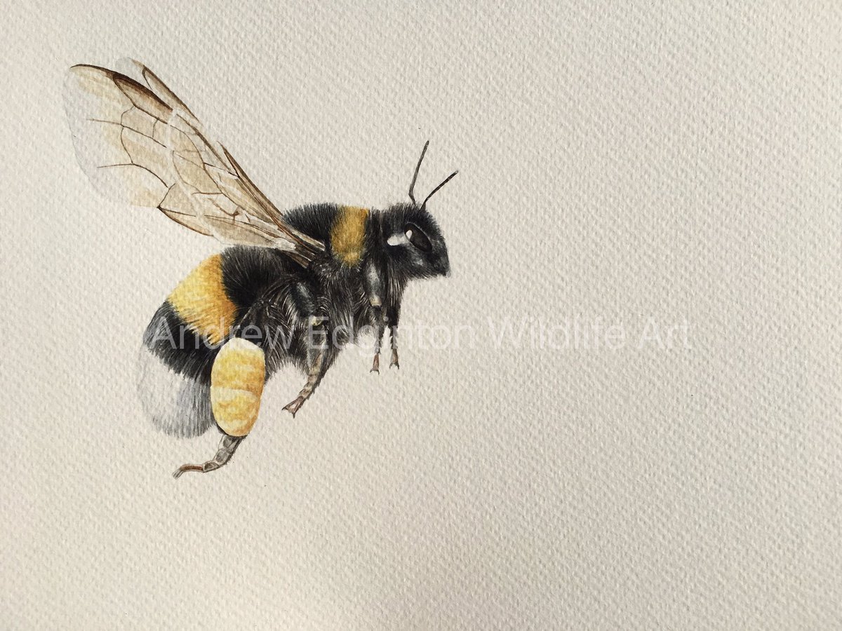 AndrewEdginton's tweet photo. Now reached 1000 followers. Thank you to everyone!!
If you would like to see more of my latest wildlife art like this:         PLEASE RT &amp; FOLLOW me (age16)!!!!!
Love it if more people could see my work.
@BBCSpringwatch @BBCCountryfile @swlanaturaleye @WildlifeMag @thetimes #art https://t.co/9epStbgxAR