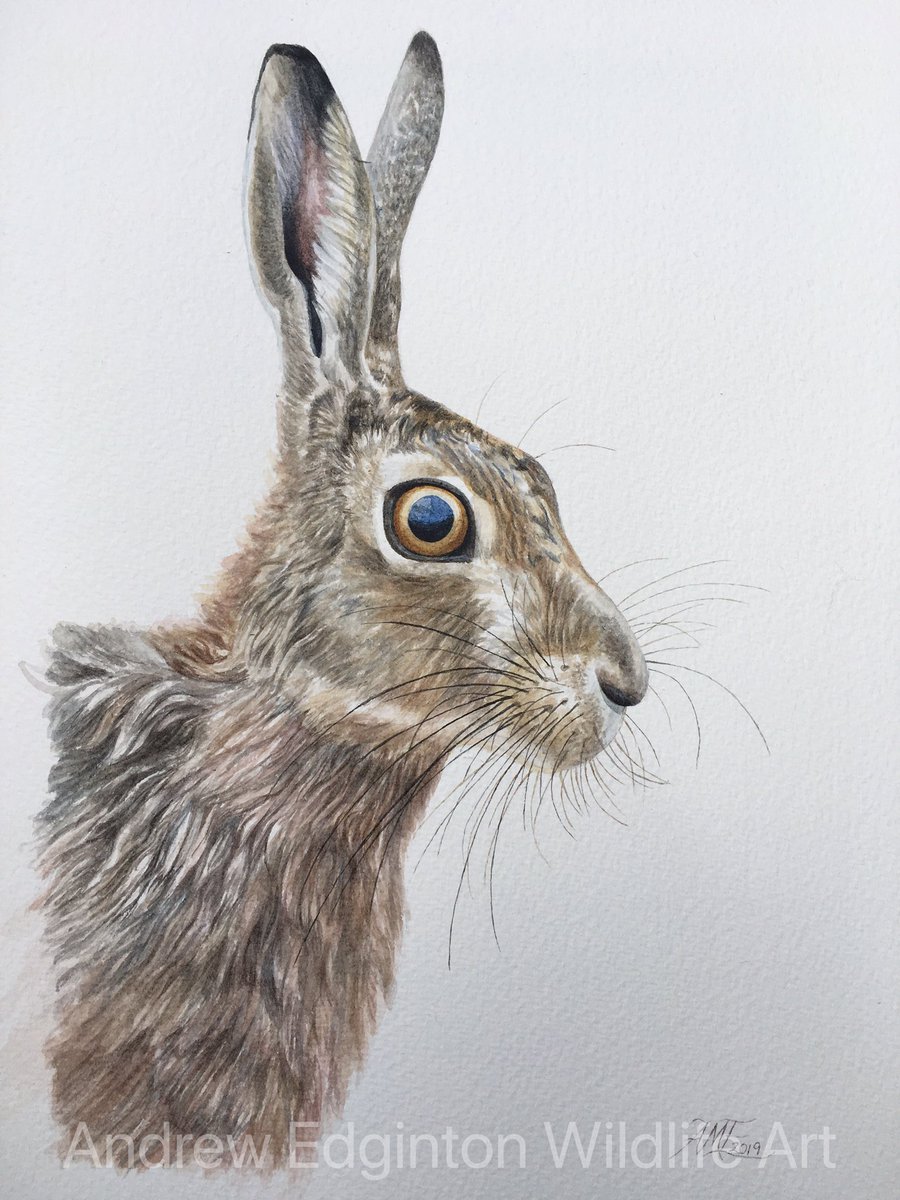 AndrewEdginton's tweet photo. Now reached 1000 followers. Thank you to everyone!!
If you would like to see more of my latest wildlife art like this:         PLEASE RT &amp; FOLLOW me (age16)!!!!!
Love it if more people could see my work.
@BBCSpringwatch @BBCCountryfile @swlanaturaleye @WildlifeMag @thetimes #art https://t.co/9epStbgxAR