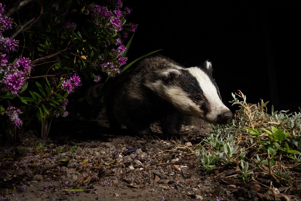 RichardBowler1's tweet photo. A #badgermonday rant on my FB page
https://t.co/PZxLIHpmdv
Up to 50,000 more badgers slaughtered this year in 42 zones https://t.co/RP9krkRhUy
