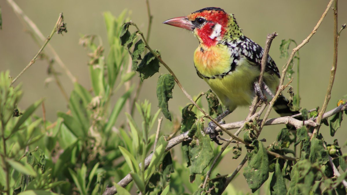BushdriftersTz's tweet photo. beautiful bird to brightens your day

#EastAfricaBirds #Africa #Tanzania #tourism 
#MondayMood #mondaythoughts https://t.co/ti5QS9bW3a