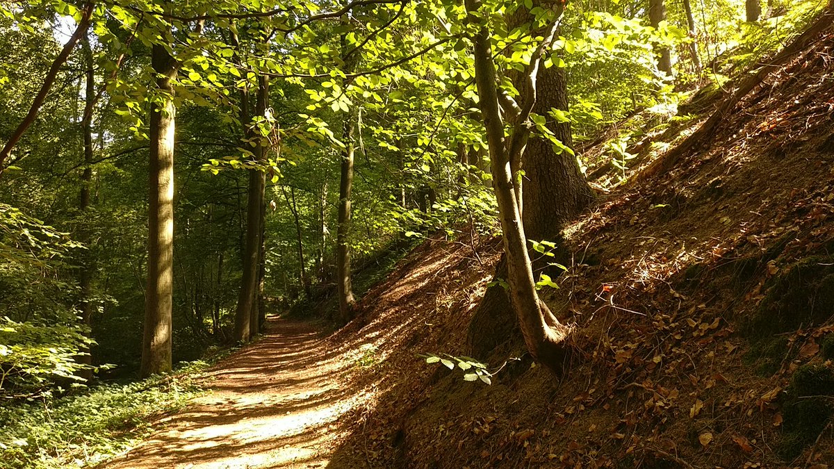 Boswachter_Marc's tweet photo. Met een eerdere #weekenddienst liep ik oa een rondje toezicht in #Rodebos in #SintAgathaRode. 't Wordt beheerd door collega Peter, #boswachter @natuurenbos.
Rodebos is trouwens een prachtig #mozaiklandschap van #oudbos met 'open natuur'. https://t.co/C68dVYRllv