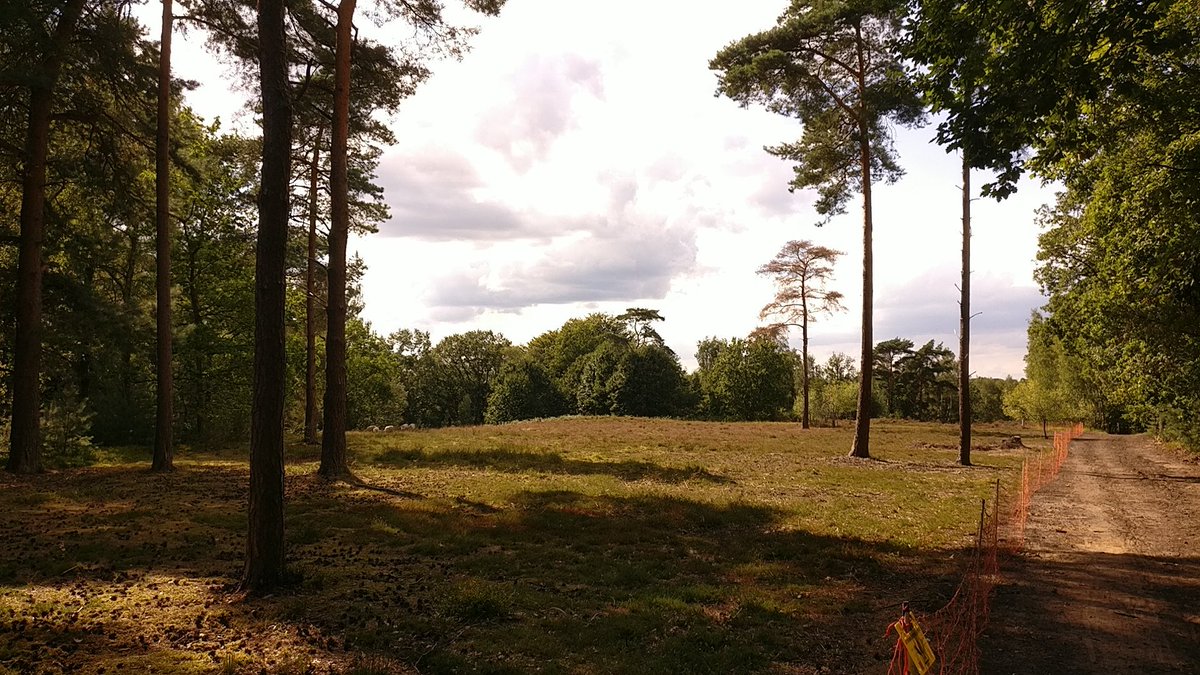 Boswachter_Marc's tweet photo. Met een eerdere #weekenddienst liep ik oa een rondje toezicht in #Rodebos in #SintAgathaRode. 't Wordt beheerd door collega Peter, #boswachter @natuurenbos.
Rodebos is trouwens een prachtig #mozaiklandschap van #oudbos met 'open natuur'. https://t.co/C68dVYRllv