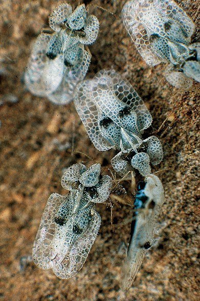 Naš stručnjak za entomologiju o najezdi mrežastih stjenica sumins.hr/nas-strucnjak-…