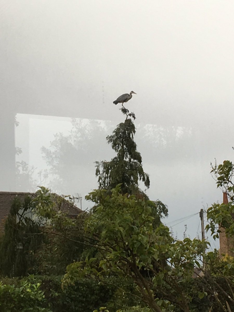 MccaffreyCo's tweet photo. This mornings visitor to the garden https://t.co/rxiaUNOJPp