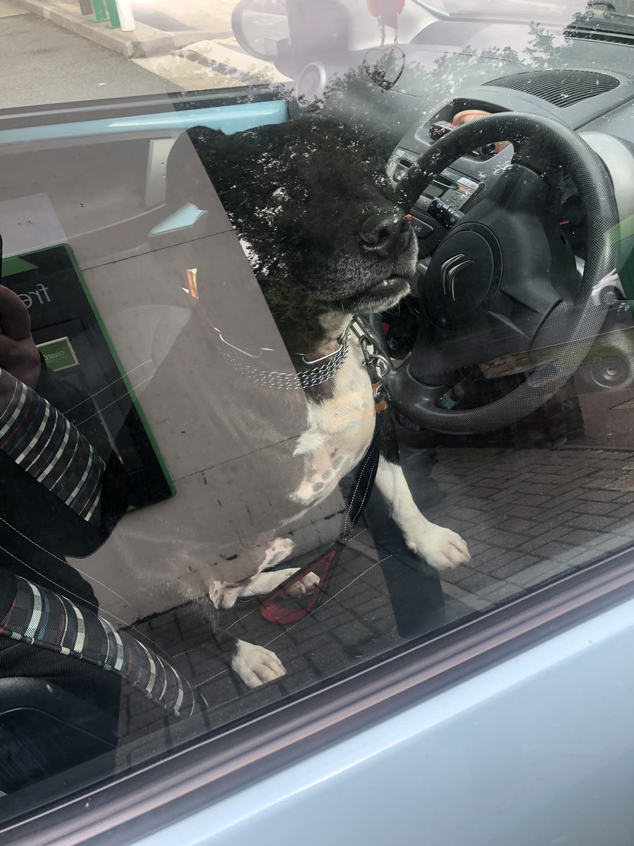 Get in mum, time for an adventure.... I’m driving 😋🐶 #CuteDog #Dog #DogLover #Dogs #DogsofTwittter #staffordshirebullterrier #staffy #Tripawd #woof #TheRuffRiderz #ZSHQ