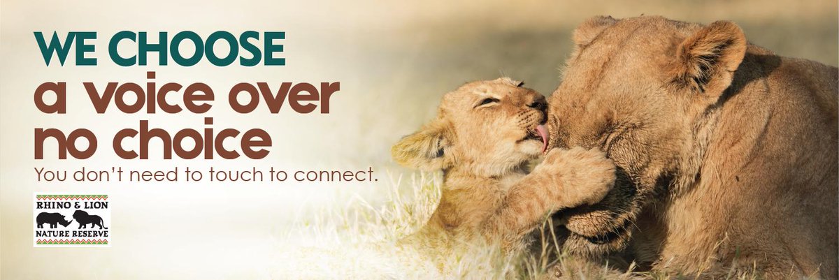 RhinoandLionSA's tweet photo. We have BIG news! The Rhino and Lion Nature Reserve in the Cradle of Humankind no longer offers cub petting, with immediate effect. This is the right thing to do – because you don't need to touch to connect. #nointeraction #nocubpetting https://t.co/pGehudDQ5n https://t.co/XnEV6e0KDT