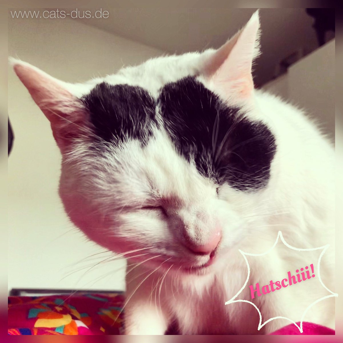 Tiger_Sternchen's tweet photo. Hatschi!!! Da hat was im Näschen gekitzelt. 🤧Hihi. Guten Morgen ☀️ und einen guten Start in die Woche! 💕

Ahchoo!!! Something tickled my little nose. 🤧Hihi Good morning ☀️ and a good start into the week! 💕

#hatschi #ahchoo #whiskers #schnurrhaare #calendar #goodcourse #cat https://t.co/bVWIpqokZq
