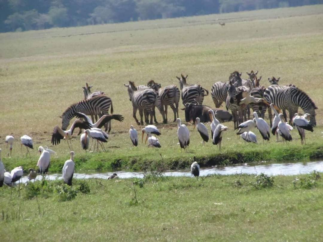 Bird and other wild animal live as family, the relationship is realy. <a href="/tanzaniaparks/">Tanzania Parks</a> <a href="/SerengetiParkTz/">Serengeti Tanzania</a>
