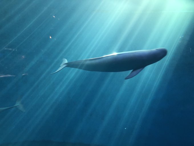 スナメリのtwitterイラスト検索結果