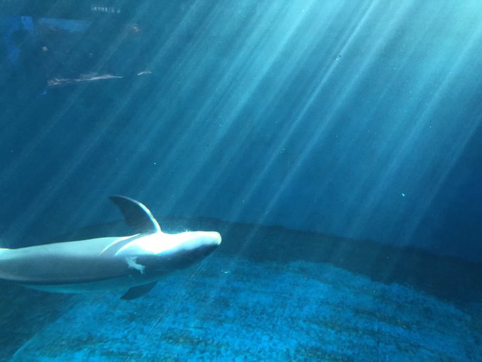 スナメリのtwitterイラスト検索結果 古い順