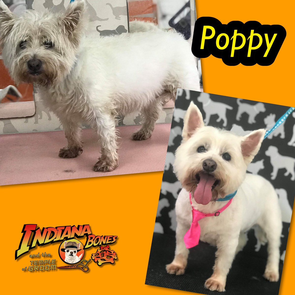 cbcelebrantmarg's tweet photo. Give us a Call, txt or message to book 07947858944
We’re Open 7 days a week
#pamperedpooches #doggyhairstyles #holistictherapies #oldham #doglovers #dogs #puppies @TheGoodDogGuide #oldhamls @archie_fay @millysproducts @tropiclean https://t.co/42IRvIKtq3
