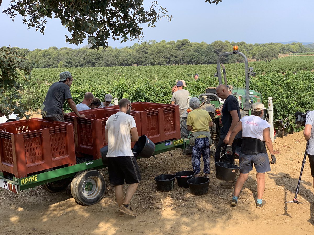 En pleine récolte à <a href="/chateauleoube/">Chateau Leoube</a>. Depuis 2 semaines, nos équipes sont à pied d’œuvre pour des vendanges 2019 placées sous les meilleurs auspices !
#leoube #provence #vinsdeprovence #bio #vinsbio #cotesdeprovence #vendanges2019