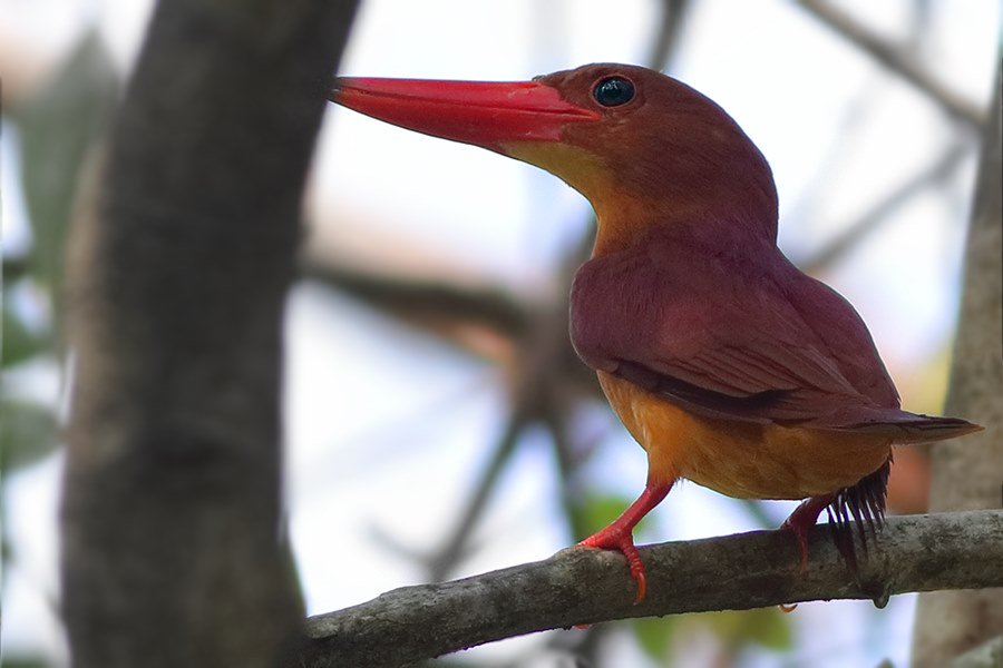 dbndsh's tweet photo. It was a customized tour with one client in Manas and recorded call of this bird Dehing-Patkai. Listen to this:
https://t.co/OwNO6mu6Uw

Ruddy Kingfisher
Manas, Assam
17.04.2019

For upcoming tours visit https://t.co/U6iudKt1Jt / mail us at support@goingwild.in https://t.co/knxESqoEST