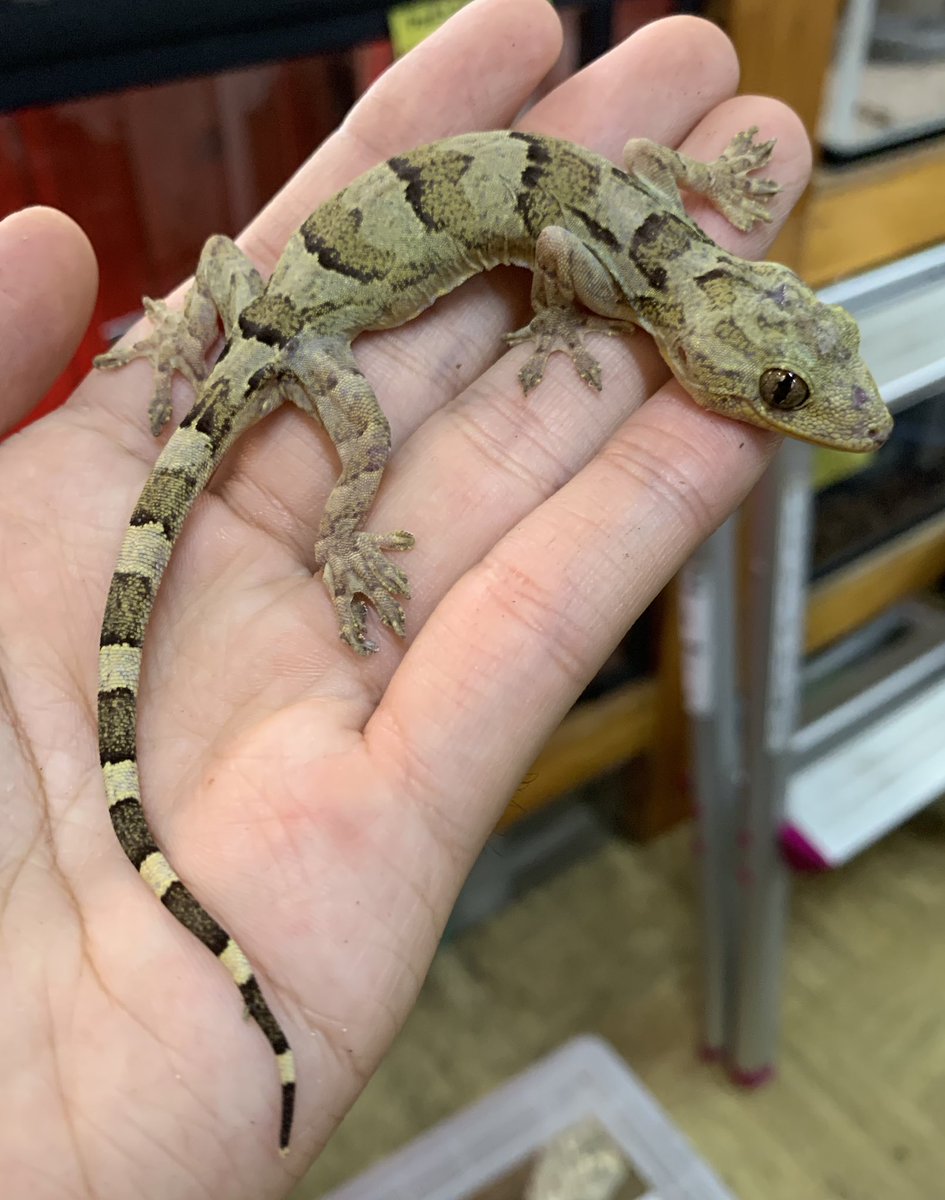 中国便ヤモリ〜 ・ハイナントカゲモドキ アザンティックアベラント
