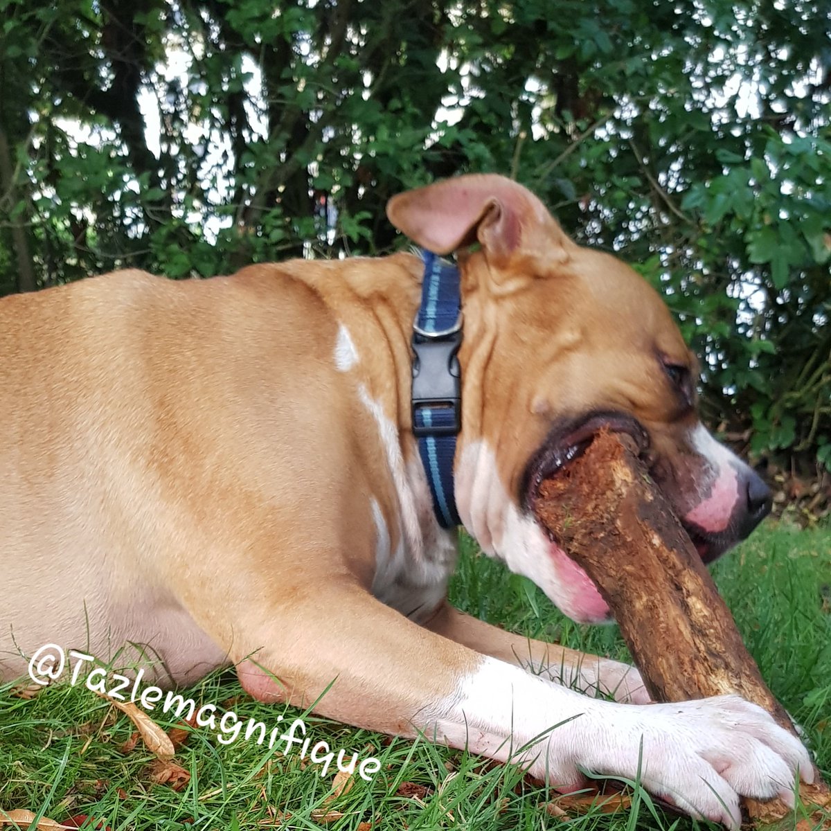 dogs_stylee's tweet photo. if you like this photo a comment thank you very much
.
.
.
.
#amstaff #staff #bebedog #doglovers #lovedogs #mylove #mydog https://t.co/jrUZMDvHow