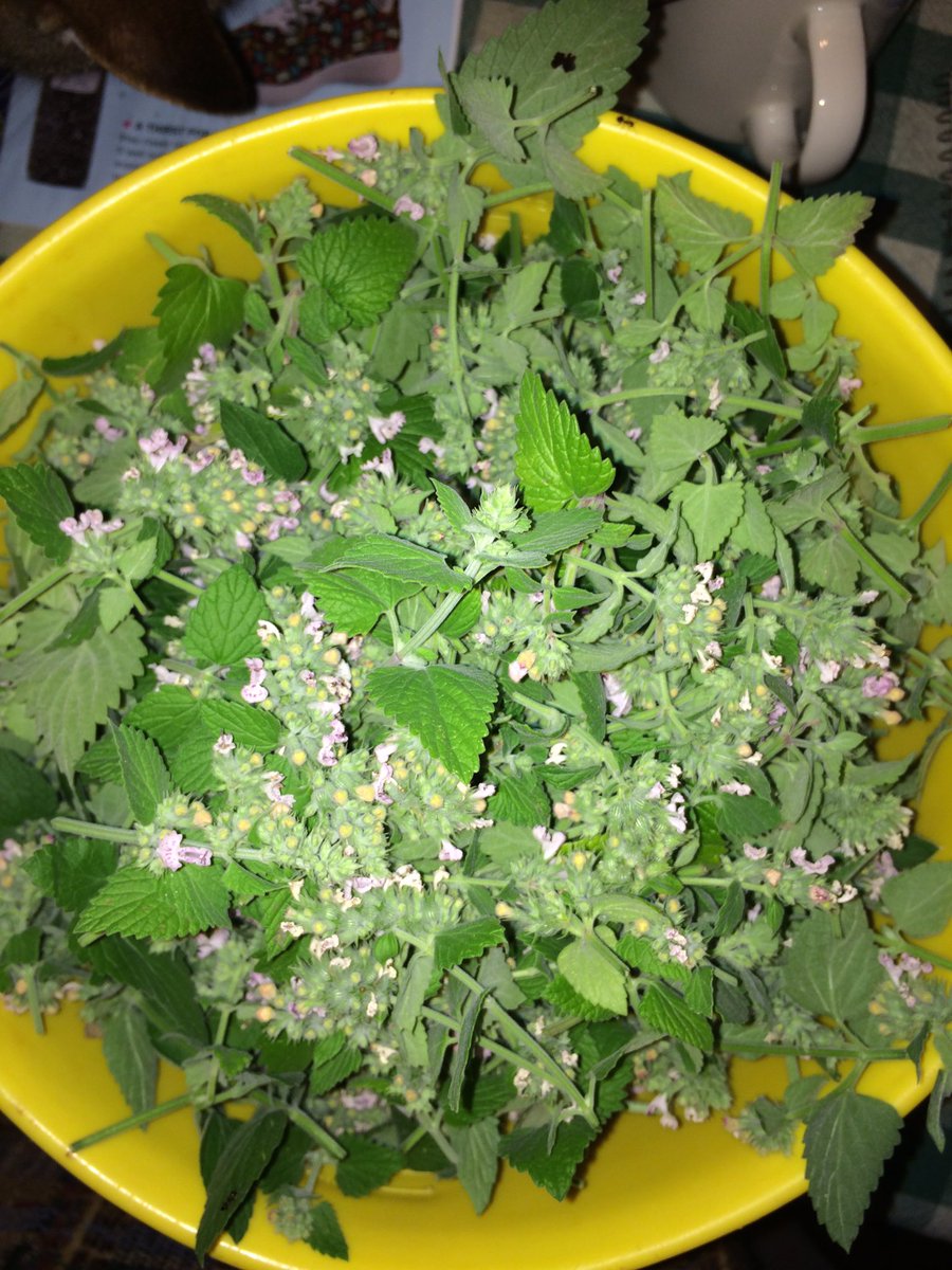 CrackForKitty's tweet image. How are you celebrating Healthy Cat Month? How about a bowl of catnip?