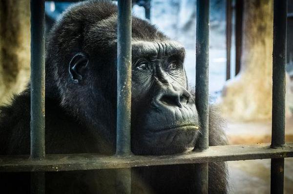 PETA_France's tweet photo. Il n'y a pas d'autres façons de le dire : les zoos sont des prisons pour les animaux.
https://t.co/mjuNhl06L8 https://t.co/2bUKtiCTip