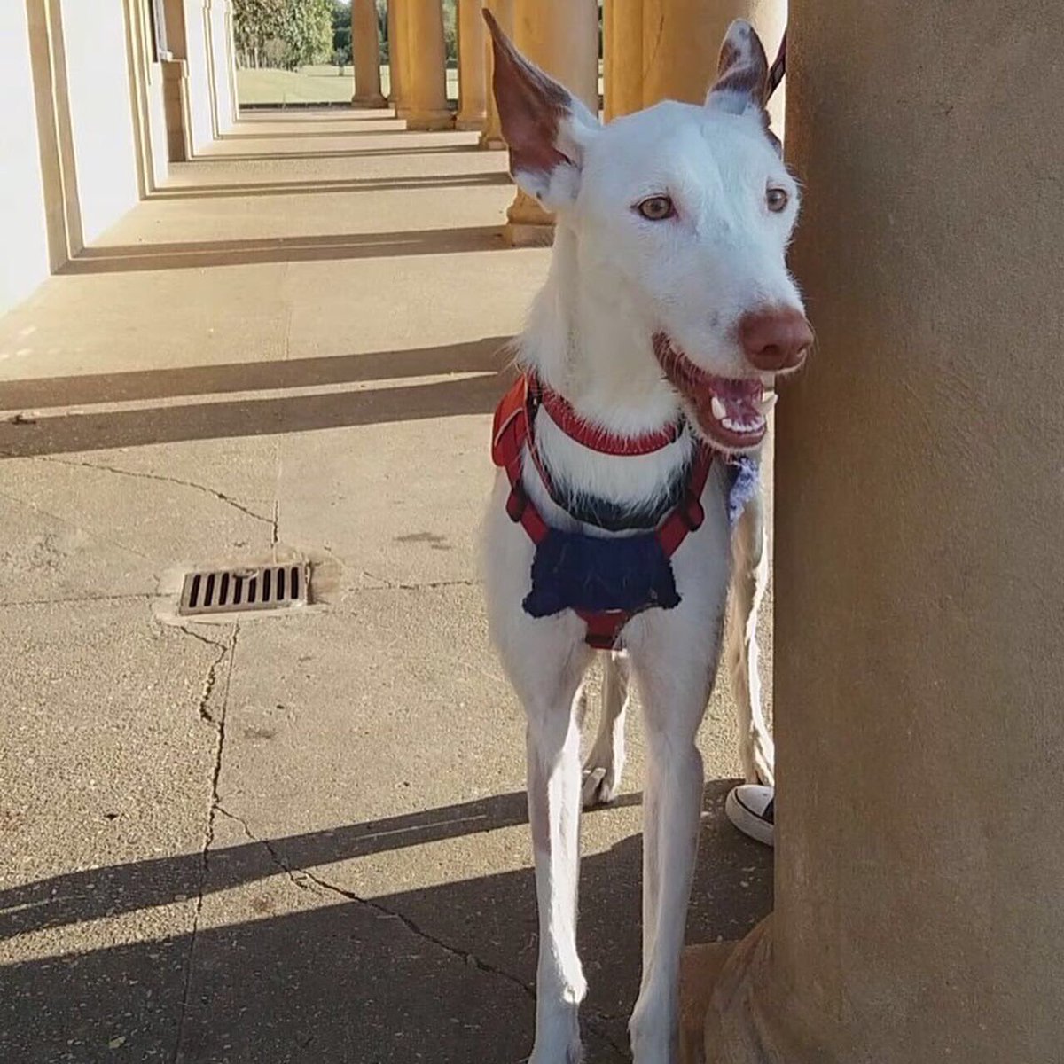 Gorgeous Ghost arrived to his forever home in the UK yesterday, we hope he is very happy with his new family, and brother Bobby ❤️

#podenco #homed #adopted #AdoptDontShop #happydog #sospodencorescue