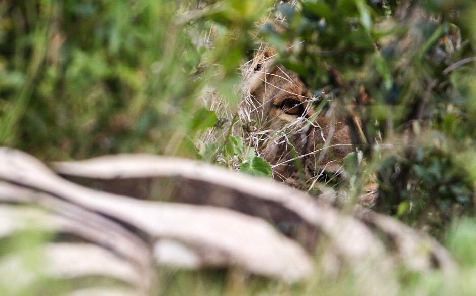 MugieConserve's tweet photo. A series of brilliant shots from #JoshPerrett showing a #lion stalking a #zebra! A lion chasing its prey can run the length of a football pitch in 6 seconds flat!
#wildlife #predator #wildlifephotography #mugieconservancy #gamewatching #safari #magicalkenya #visitkenya #KOT https://t.co/5uO7y5LJV7