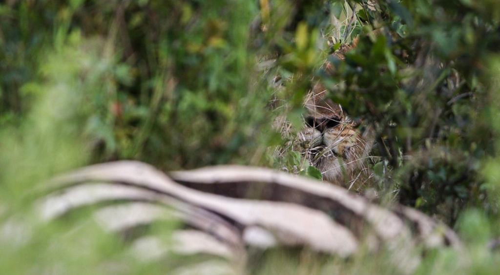 MugieConserve's tweet photo. A series of brilliant shots from #JoshPerrett showing a #lion stalking a #zebra! A lion chasing its prey can run the length of a football pitch in 6 seconds flat!
#wildlife #predator #wildlifephotography #mugieconservancy #gamewatching #safari #magicalkenya #visitkenya #KOT https://t.co/5uO7y5LJV7